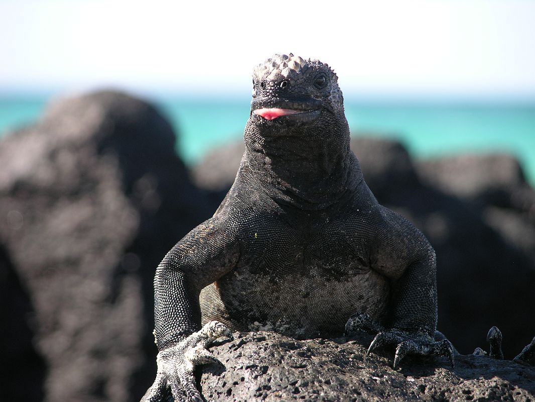 Galapagos 1-2-05 Bachas Marine Iguana